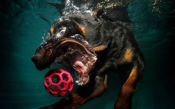 Psi pod vodou