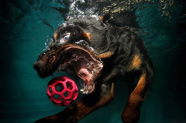 Psi pod vodou