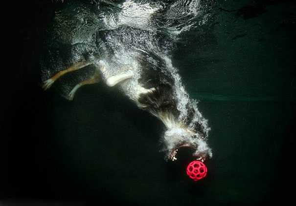 pes pod vodou