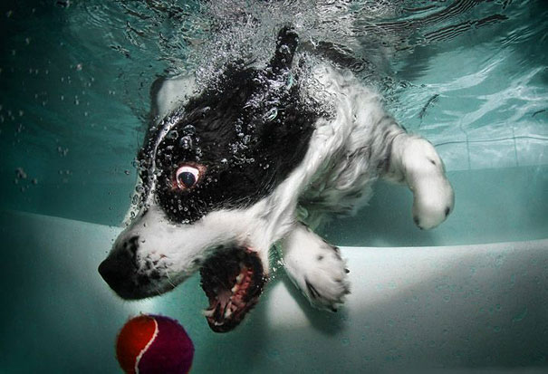 pes pod vodou