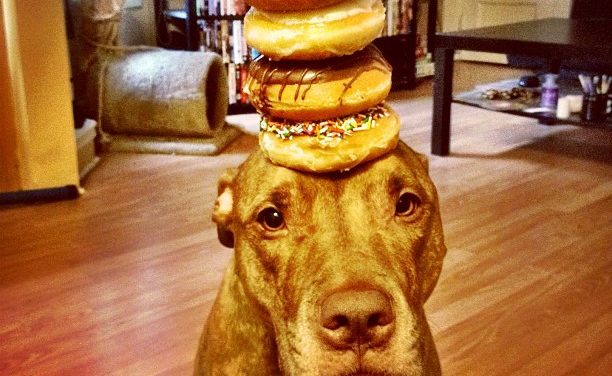 Hit internetu – šikovný pes drží věci na hlavě!