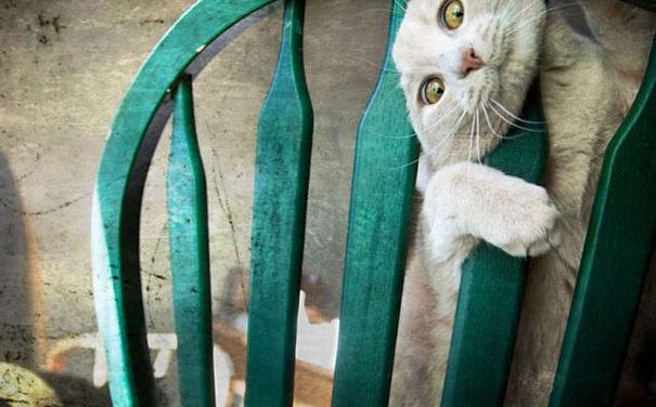 Zvířata versus nábytek! Kdo zvítězí?