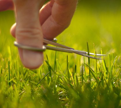 Péče o trávník – Jak docílit vzhledově dokonalého trávníku?