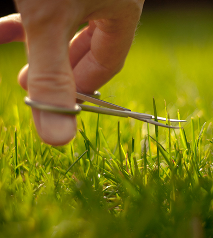 Péče o trávník – Jak docílit vzhledově dokonalého trávníku?