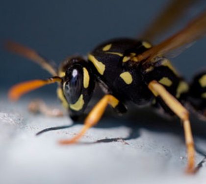 Nejobávanější kousnutí! Podívejte se, co vám může hmyz způsobit!