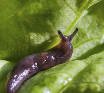 Slimák už Vám salát nesežere! Vyzkoušejte těchto 10 osvědčených rad proti slimákům!