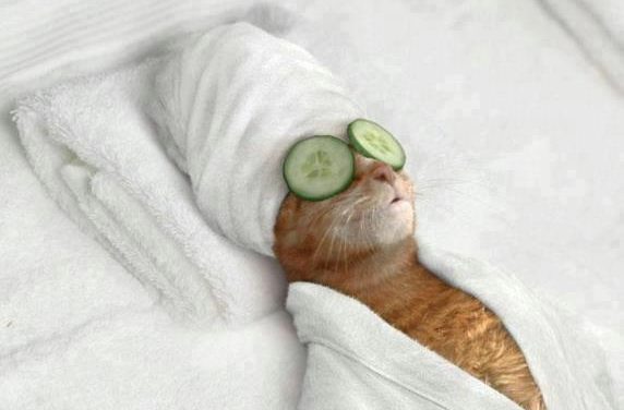 Zvířata, kteří se chovají jako lidé! Zaručeně pobaví!