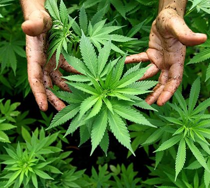 Konopný olej – Jak se vyrábí? K čemu je dobrý?