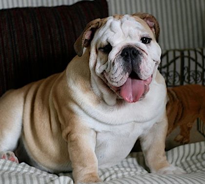 Jak prodat štěňata?