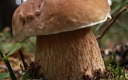 Jak zpracovat houby?