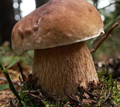 Jak zpracovat houby?