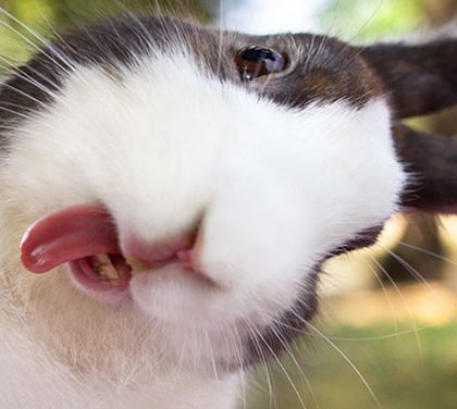 Drzá zvířata neumí držet jazyk za zuby!