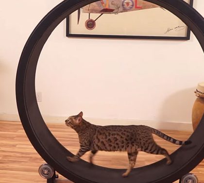 Kolotoč pro křečka ve velkém a pro kočku! Podívejte se na skvělou kočičí hračku!