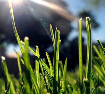 Jak mít posekaný trávník bez práce?