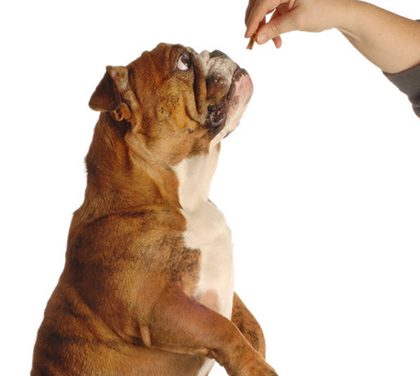 Jak vybrat správný pamlsek pro vašeho psa?