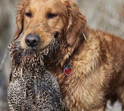 Lovecký pes – Víte, jaké hračky a výcvik potřebuje?