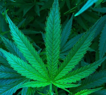 Jak vybrat semena konopí?