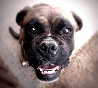 Jak vybrat vhodné kvalitní krmivo pro psa?