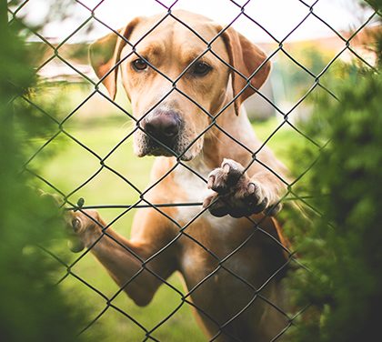 Hlídací pes? Váš dům vám spolehlivě ochrání IP kamerový systém