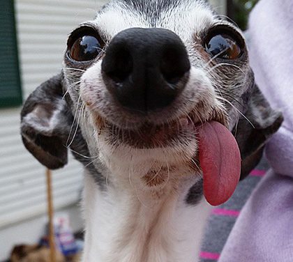 Zappa – Směšný pes s vyplazeným jazykem, který nápadně připomíná Sida z Doby ledové
