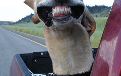K popukání – Psi si užívají větru během jízdy autem!