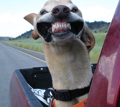 K popukání – Psi si užívají větru během jízdy autem!