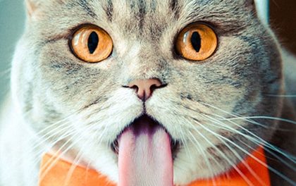 Kočka melissa vypadá jako Albert Einstein – Stále vyplazuje jazyk