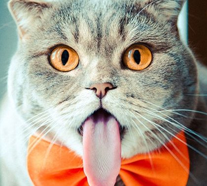 Kočka melissa vypadá jako Albert Einstein – Stále vyplazuje jazyk