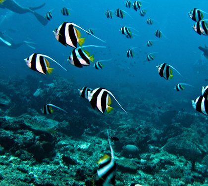 Jak začít s potápěním?