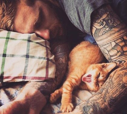 Co si pořídit kočku? Poradíme, jak se s ní sžít!