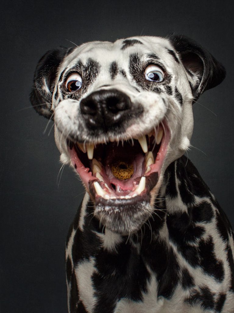 dogs-catching-treats-fotos-frei-schnauze-christian-vieler-10-57e8d09c77d18__880