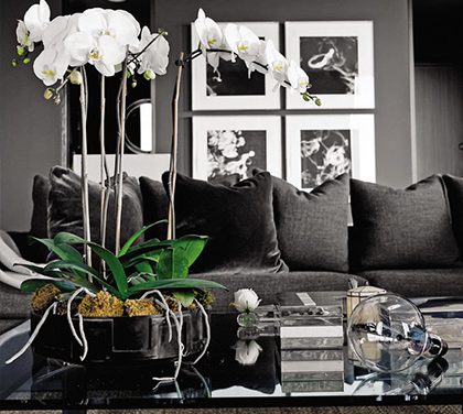 Květiny pro chlapské bydlení – Minimum péče a maximální oživení pánského hnízda