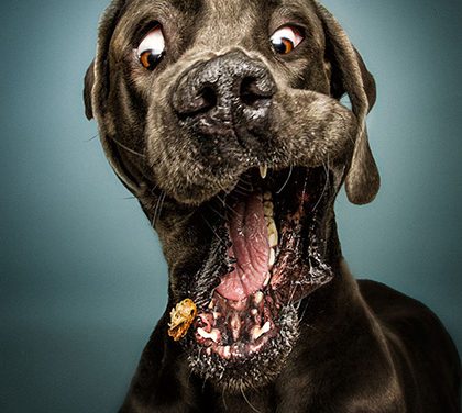 Co dokáží udělat psí pamlsky? Výrazy k popukání!