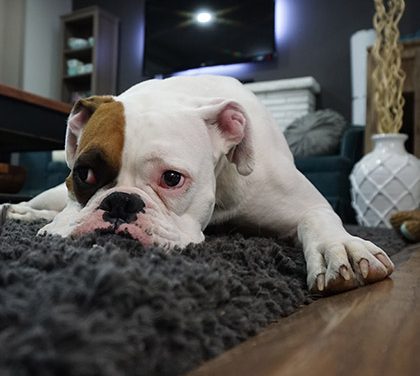 Bez kterých výdajů se neobejdete a které lze ponížit?