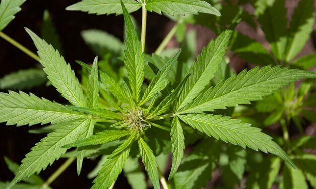 V čem se liší CBD a THC?