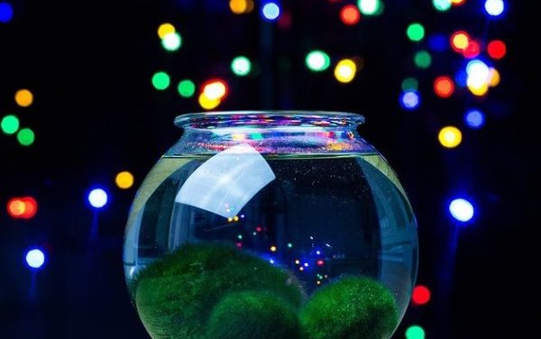 Skvělý a netradiční dárek pro každého, to je řasokoule